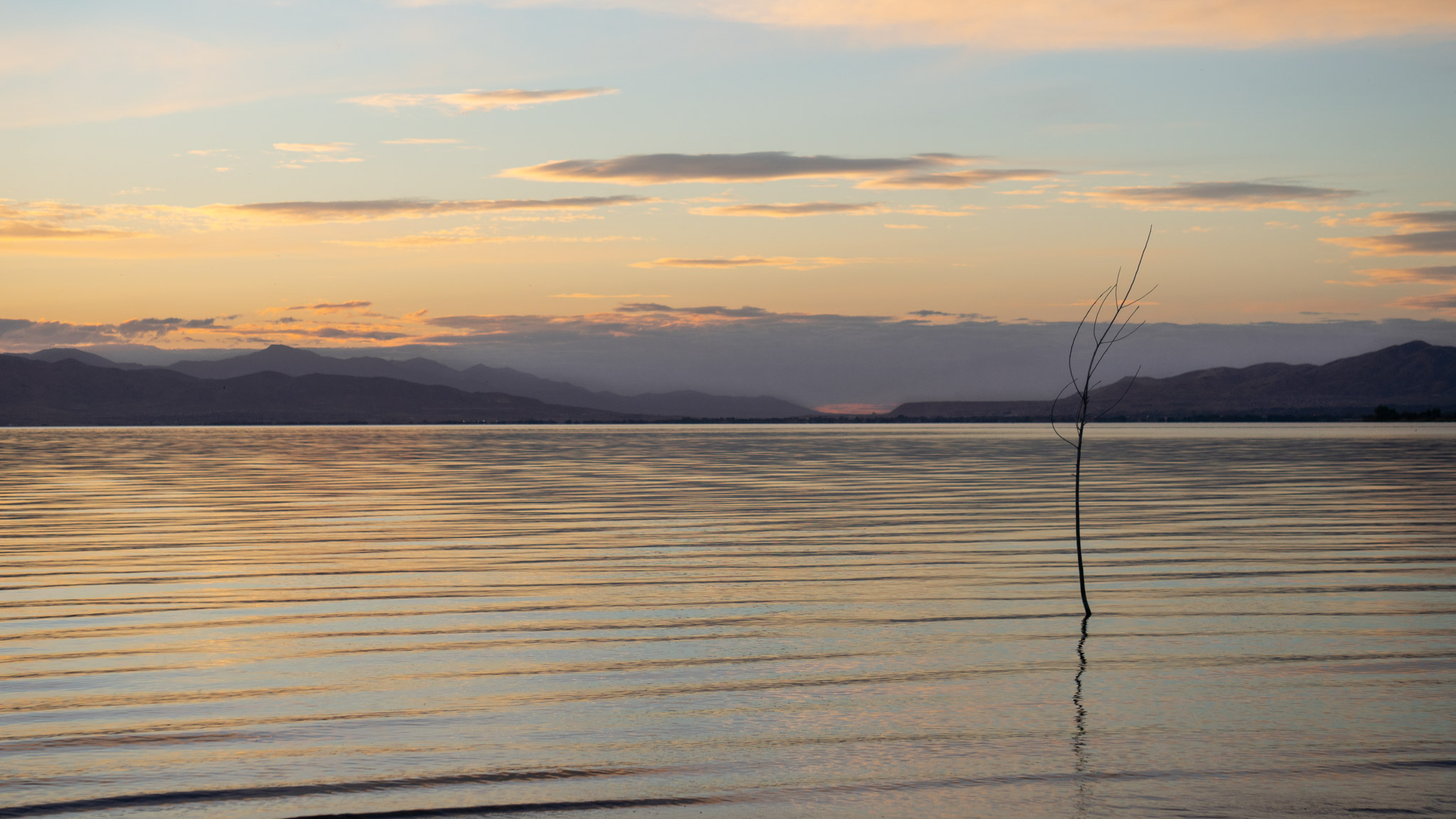 A lone sapling stands in mostly yellow water ripples, mountains in the distance and golden skies above